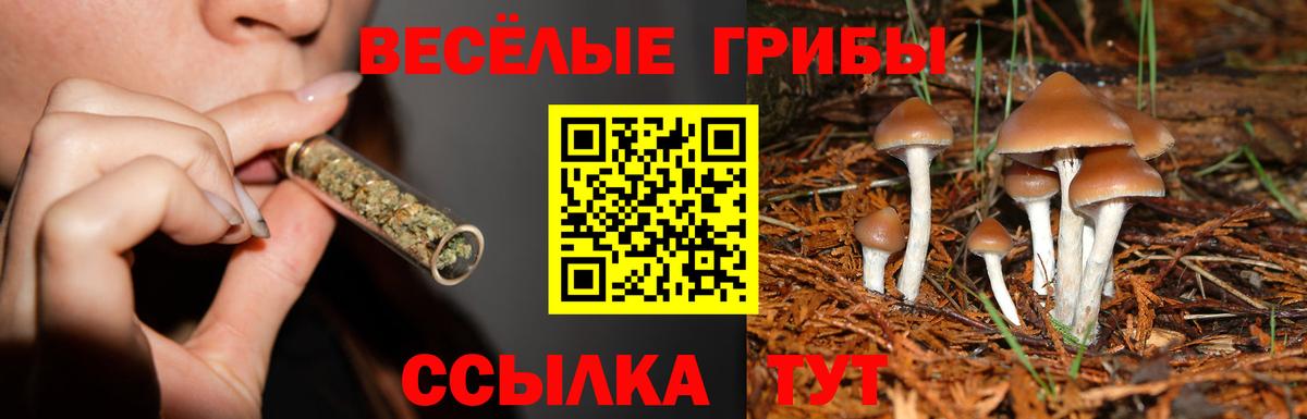 Вязьма  Псилоцибиновые грибы Psilocybe  Вход с VPN 